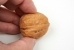 Closed walnut concealment device: no cracks visible