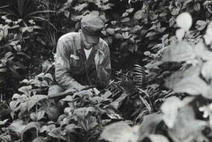 A soldier operating an AN/PRC-64 in the jungle [4]. Click to enlarge.